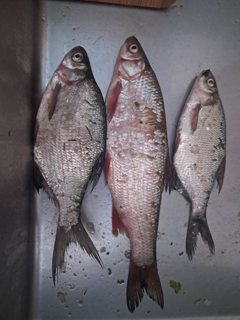 Риболовний звіт по рибі: Плоскирка, Синець, Клень (Головень)