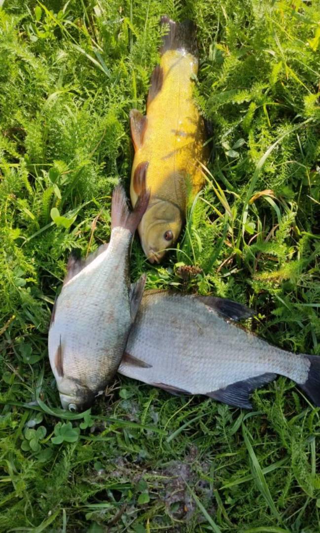 Риболовний звіт по рибі: Лящ, Лин