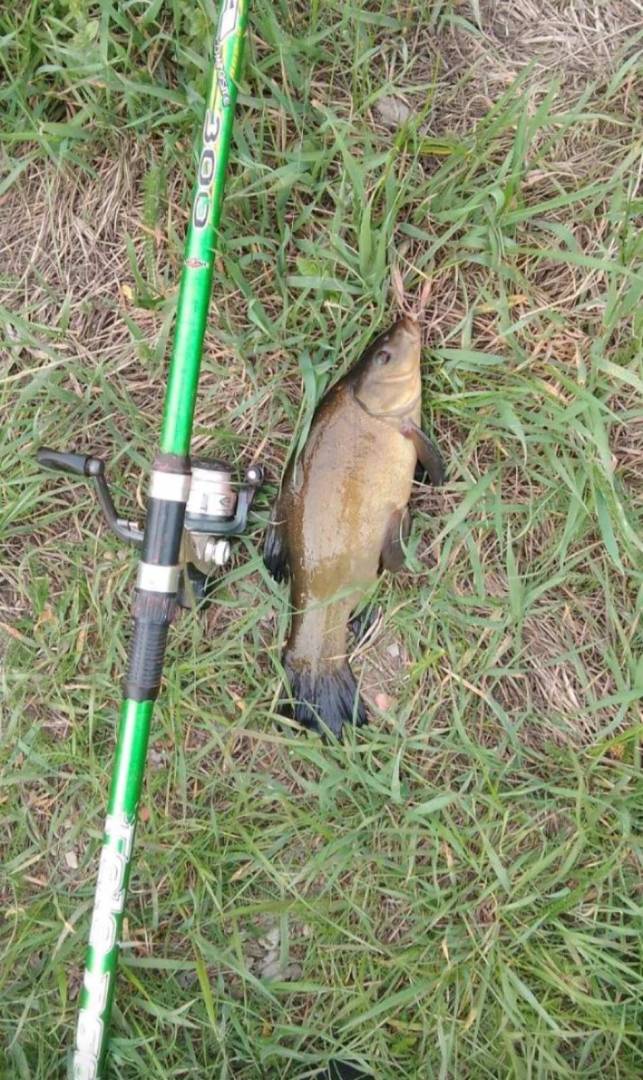 Риболовний звіт по рибі: Лин