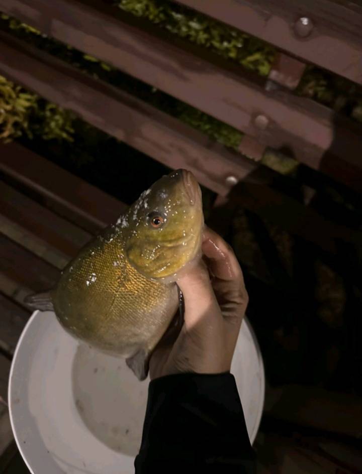 Риболовний звіт по рибі: Лин