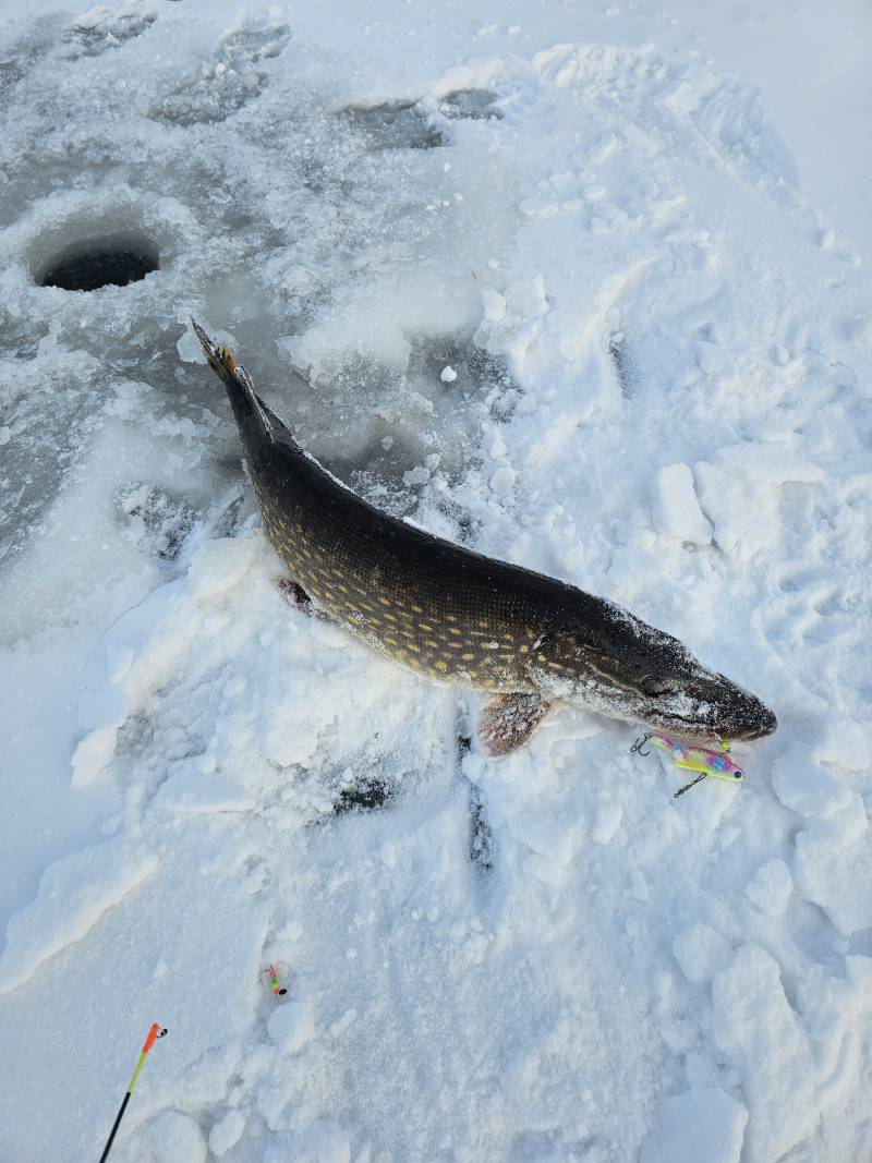 Риболовний звіт по рибі: Щука
