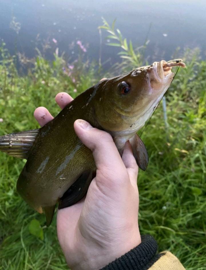 Риболовний звіт по рибі: Лин