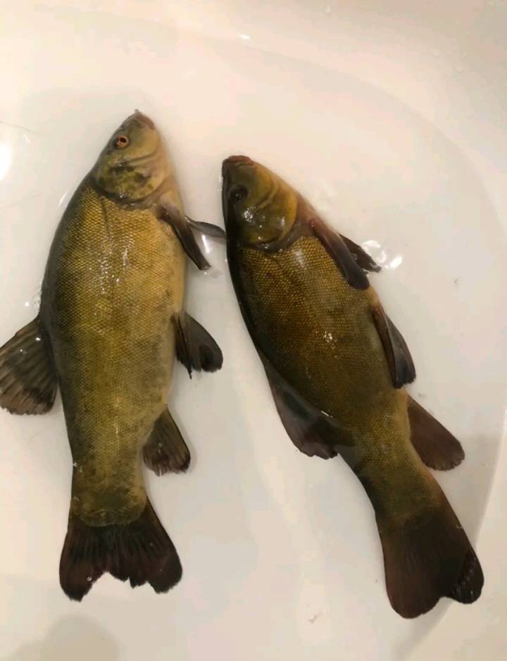 Риболовний звіт по рибі: Лин