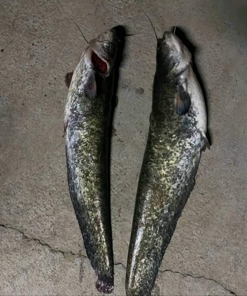 Риболовний звіт по рибі: Звичайний сом