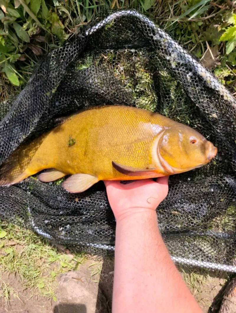 Риболовний звіт по рибі: Лин