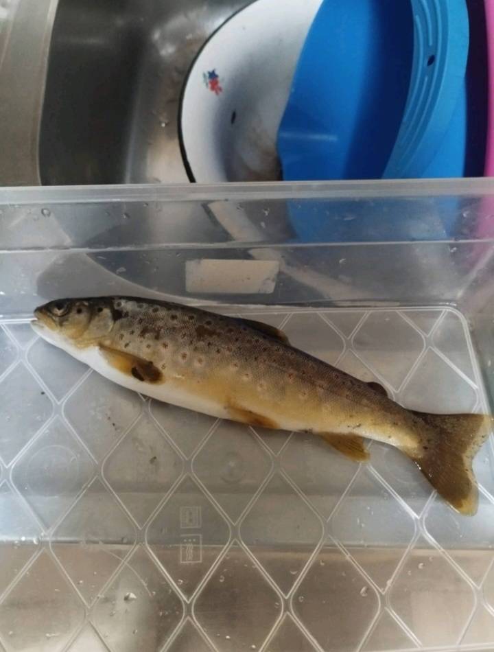 Риболовний звіт по рибі: Форель струмкова