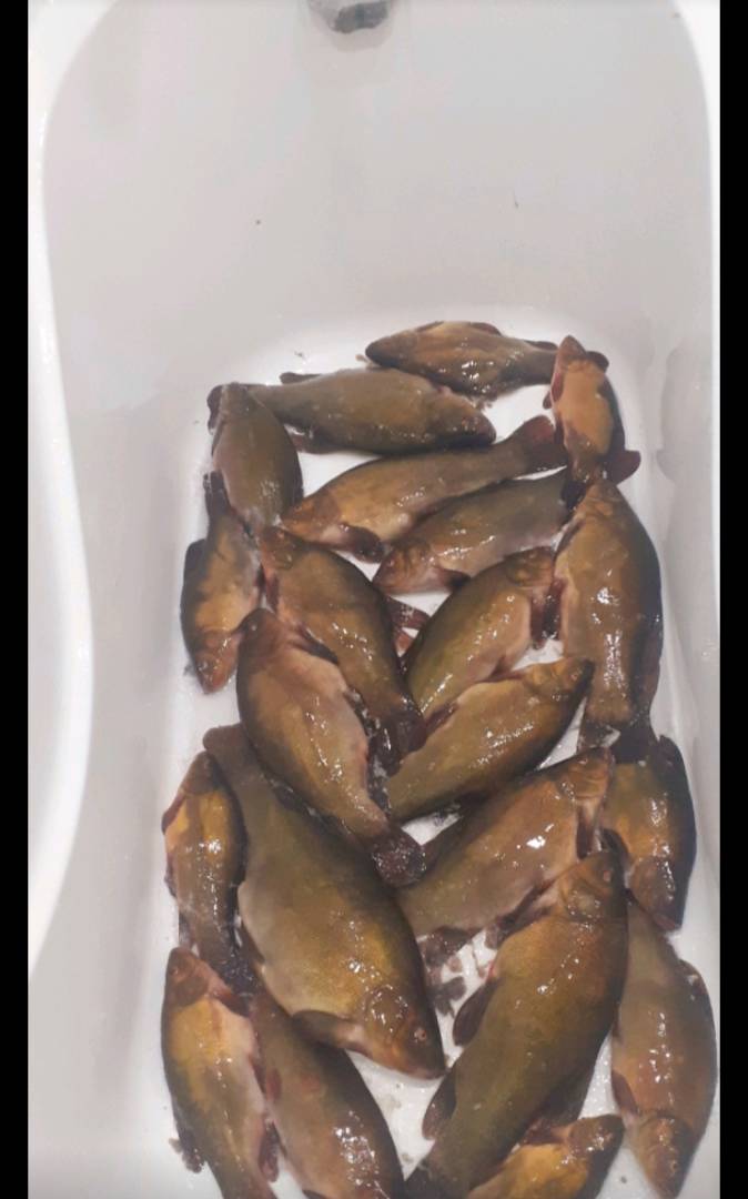 Риболовний звіт по рибі: Лин