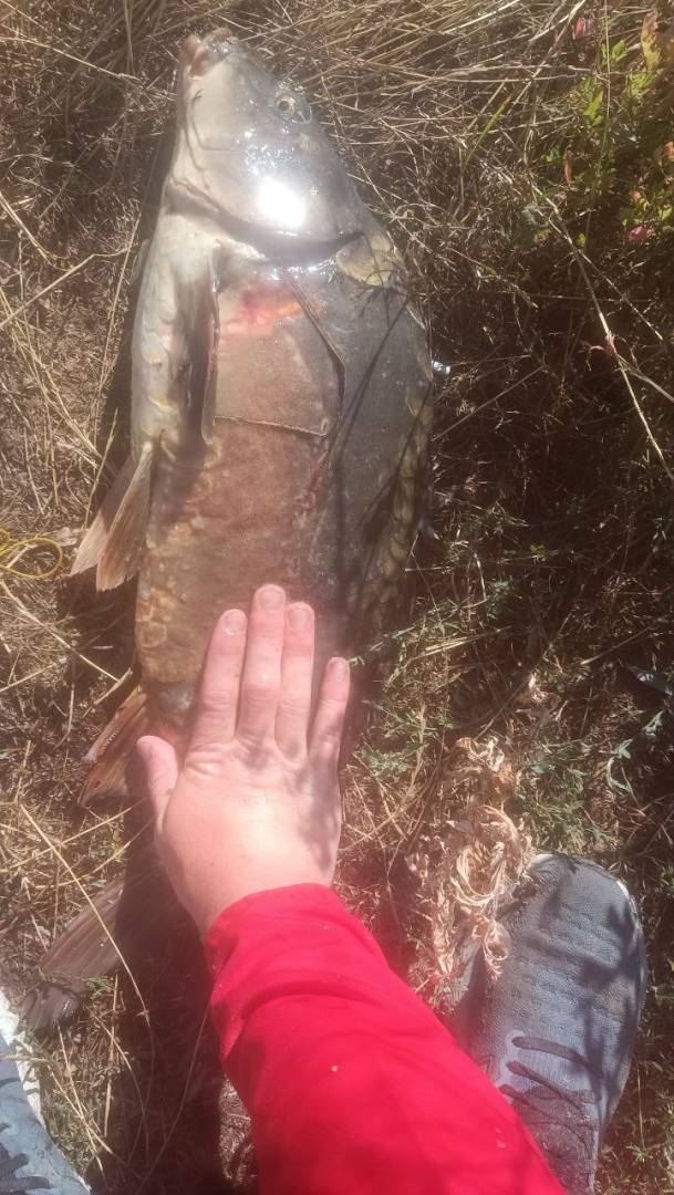 Риболовний звіт по рибі: Короп