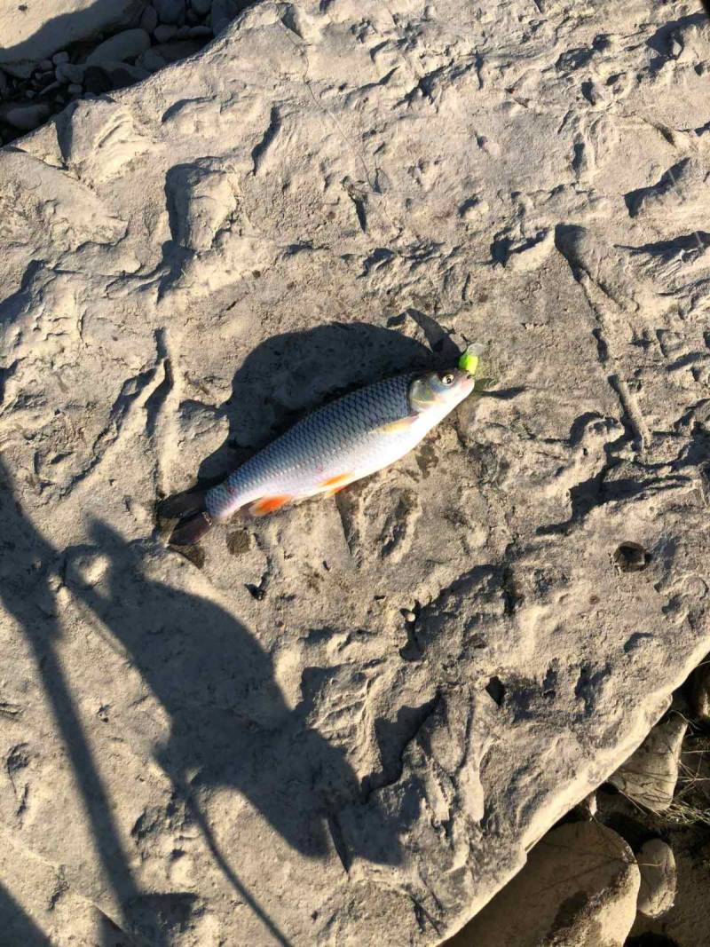 Риболовний звіт по рибі: Клень (Головень)