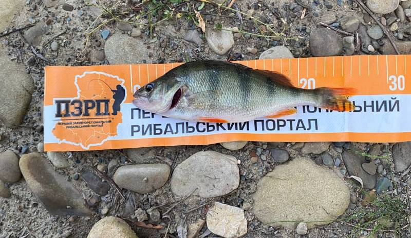 Риболовний звіт по рибі: Окунь