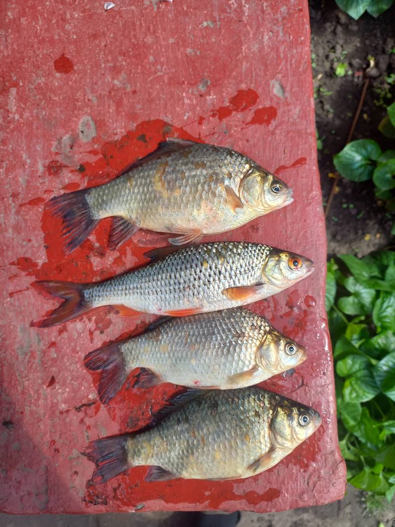 Риболовний звіт по рибі: Карась, Плотва