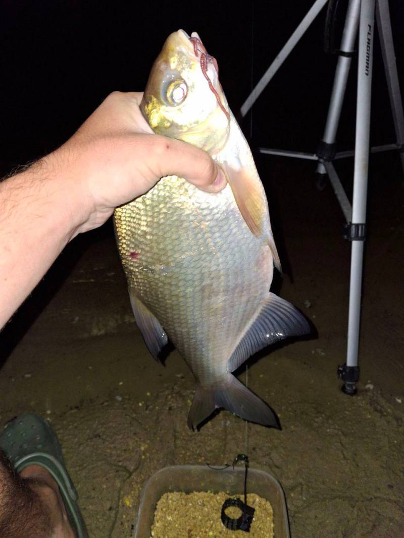 Фотозвіт риболовлі - Кременчуцьке водосховище