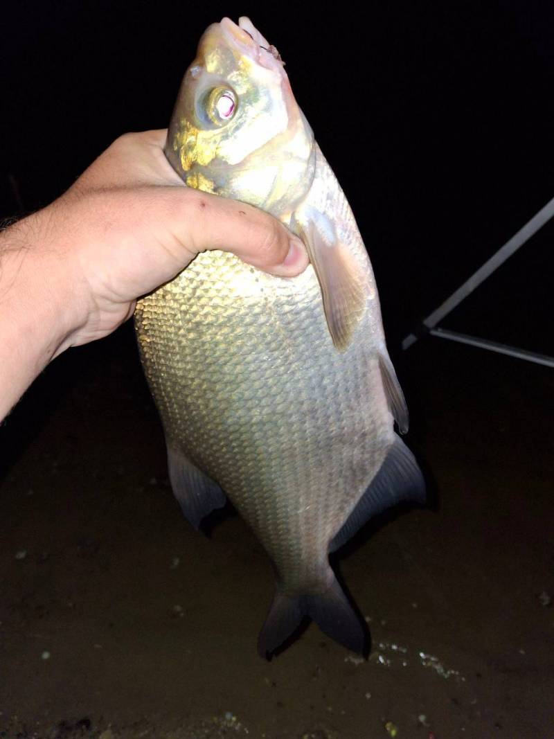 Фотозвіт риболовлі - Кременчуцьке водосховище