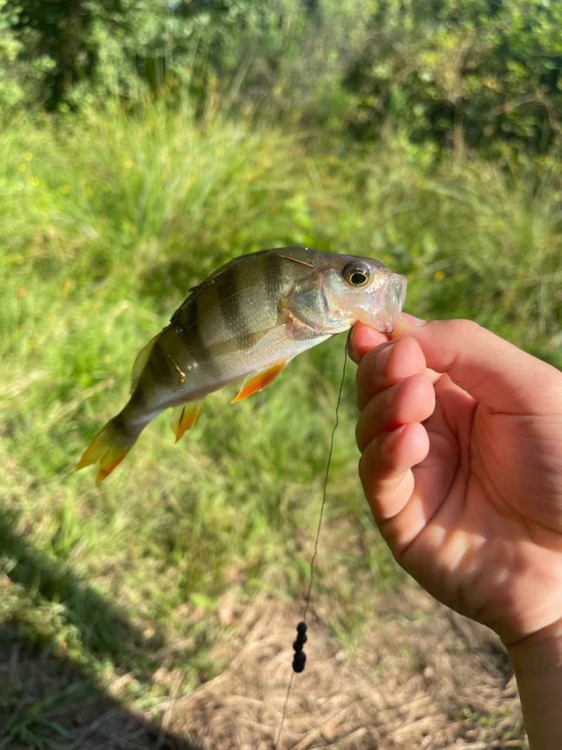Риболовний звіт по рибі: Окунь
