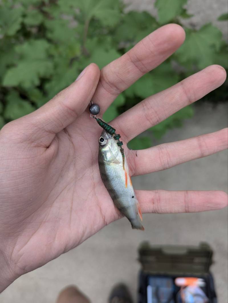 Риболовний звіт по рибі: Окунь