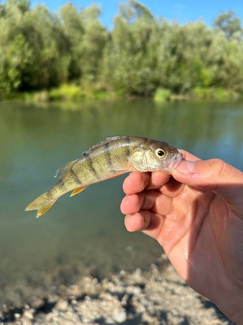 Риболовний звіт по рибі: Окунь