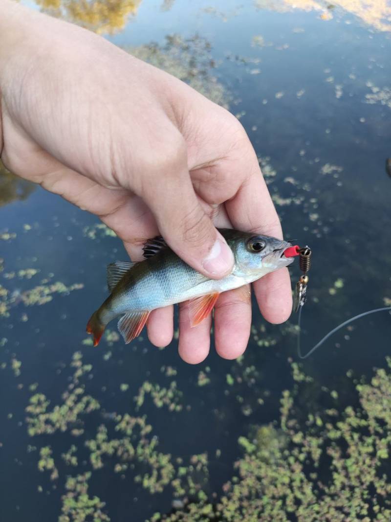 Риболовний звіт по рибі: Окунь