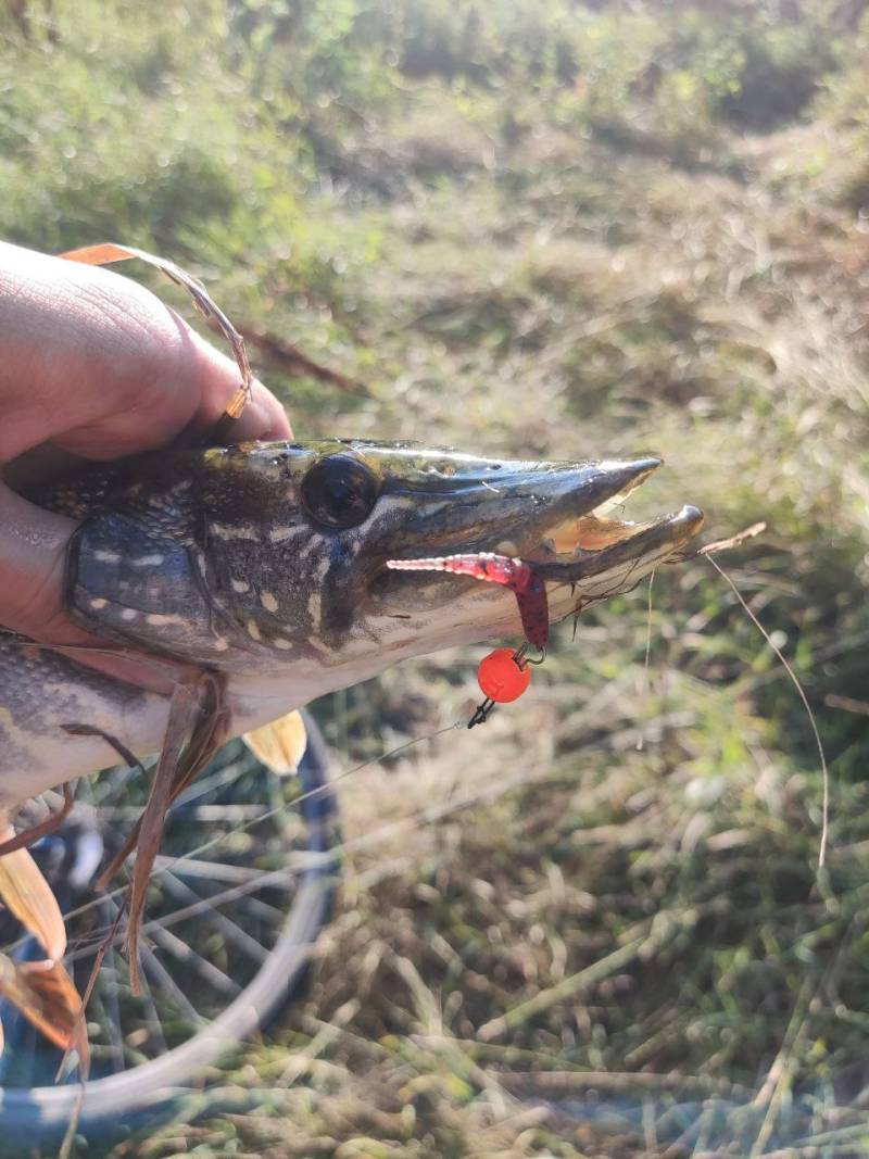 Фотозвіт риболовлі - Полтава