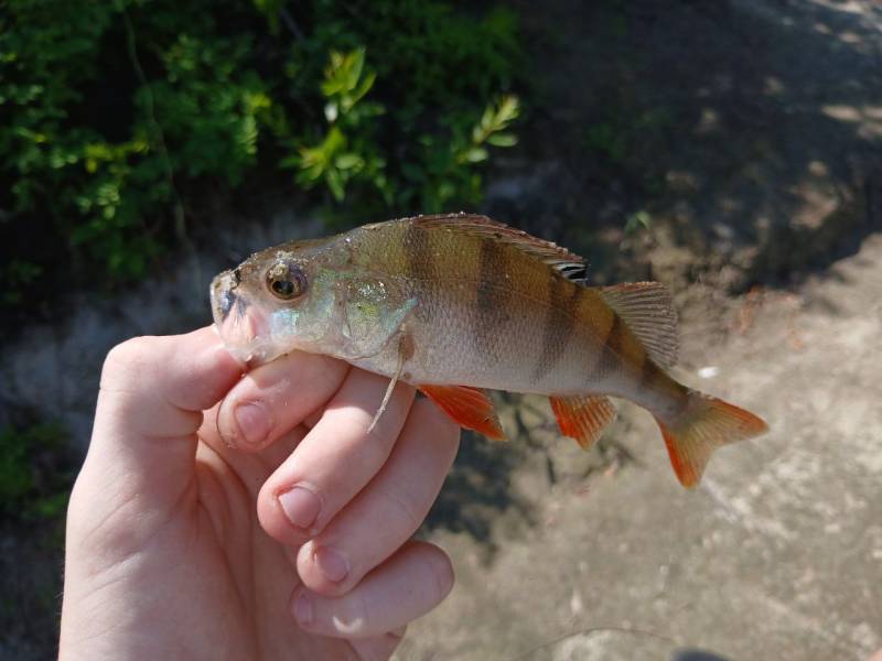 Фотозвіт риболовлі - Чернігів
