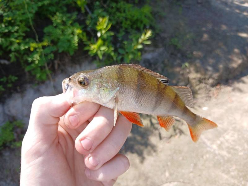 Фотозвіт риболовлі - Чернігів