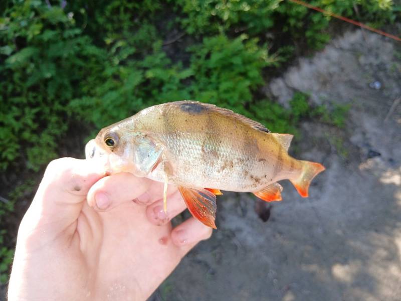 Фотозвіт риболовлі - Чернігів