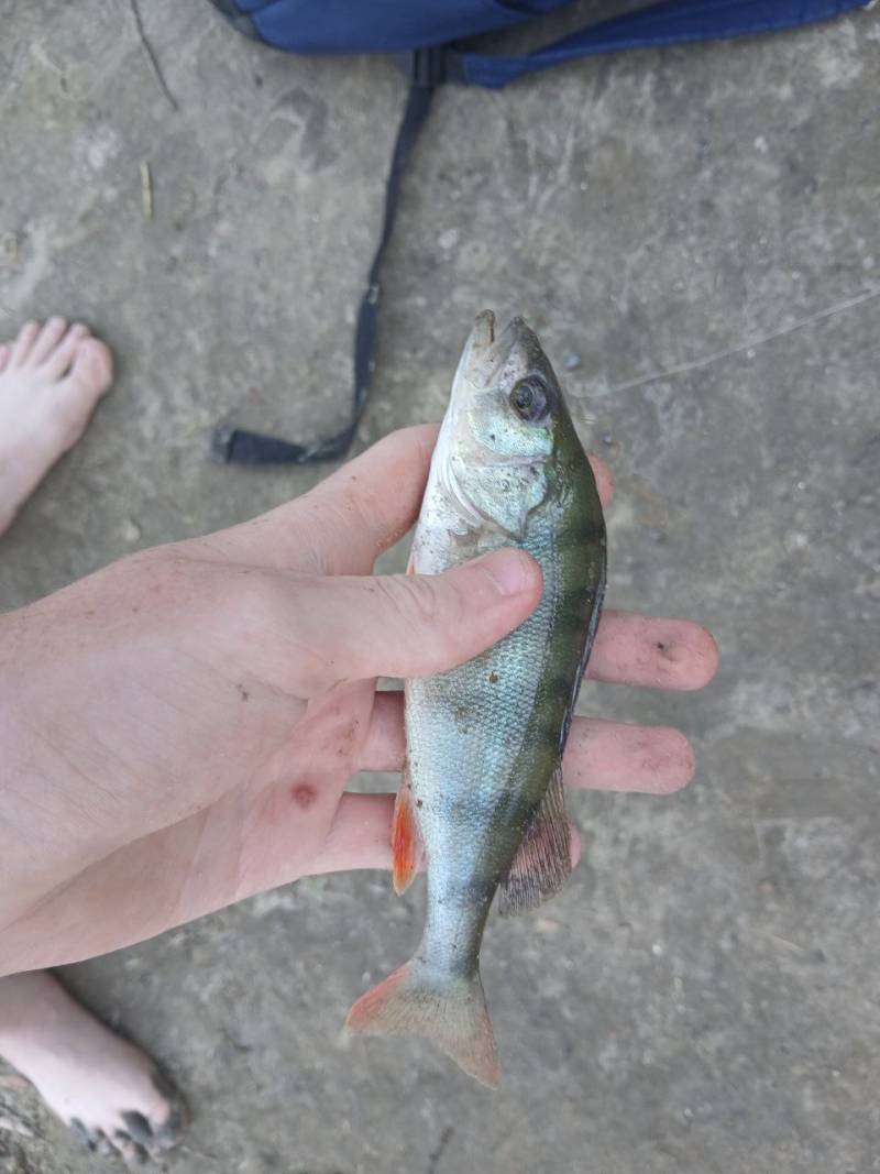 Риболовний звіт по рибі: Окунь