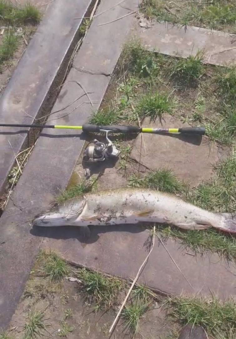 Риболовний звіт по рибі: Щука