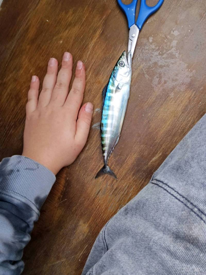 Риболовний звіт по рибі: Пеламіда