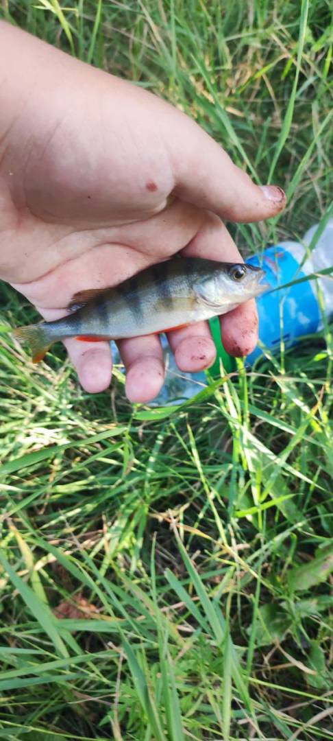 Фотозвіт риболовлі - Березівка