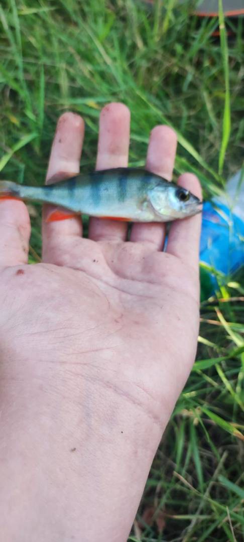 Фотозвіт риболовлі - Березівка