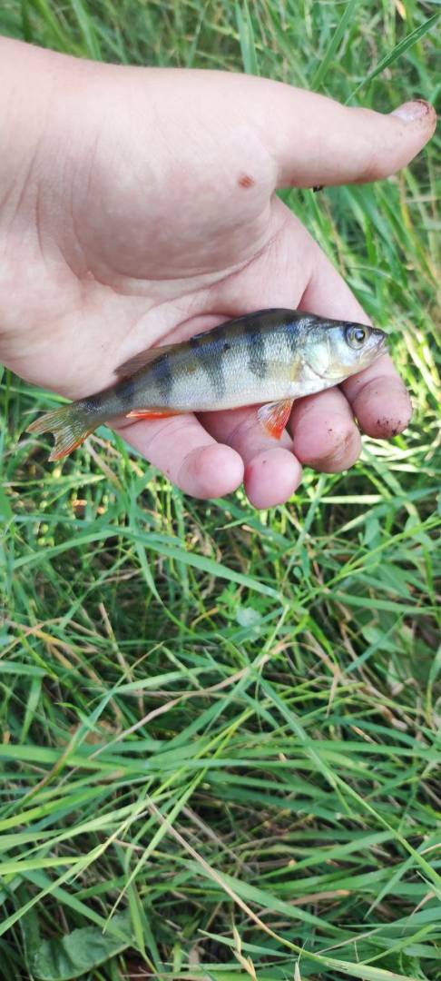Фотозвіт риболовлі - Березівка