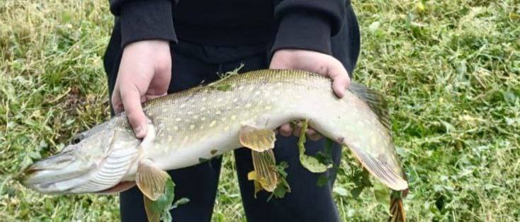 Риболовний звіт по рибі: Щука