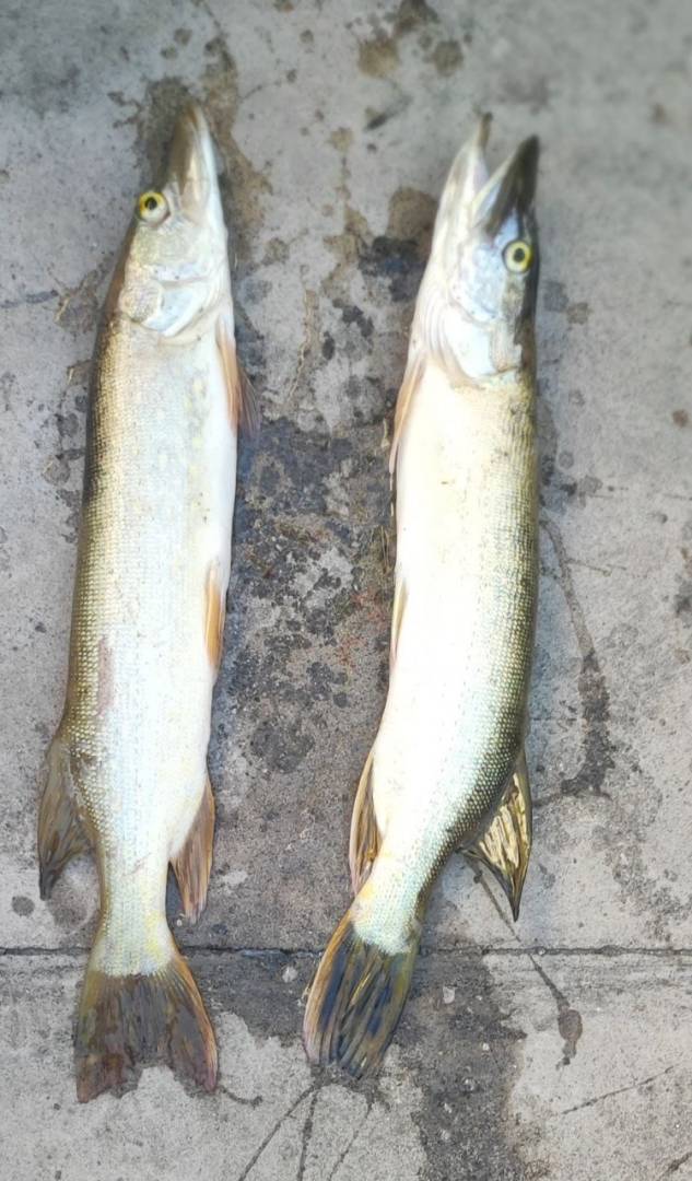 Риболовний звіт по рибі: Щука