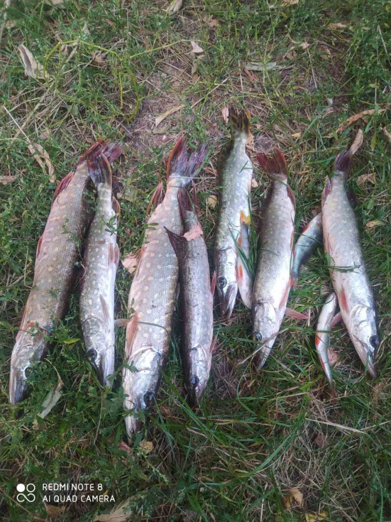 Риболовний звіт по рибі: Щука, Окунь