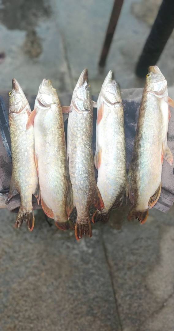 Риболовний звіт по рибі: Щука