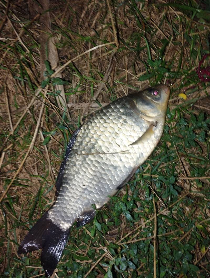 Фотозвіт риболовлі - Вишгород