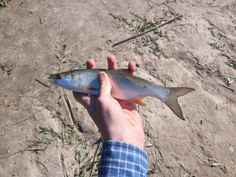 Риболовний звіт по рибі: Жерех