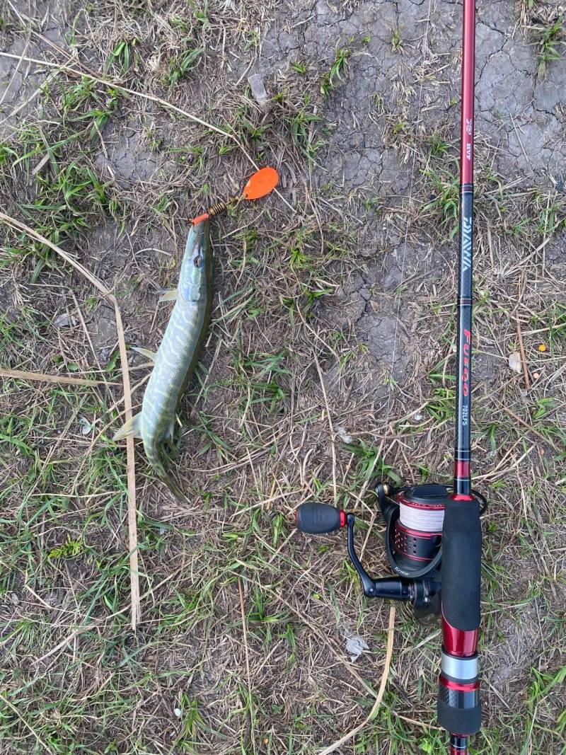 Риболовний звіт по рибі: Щука