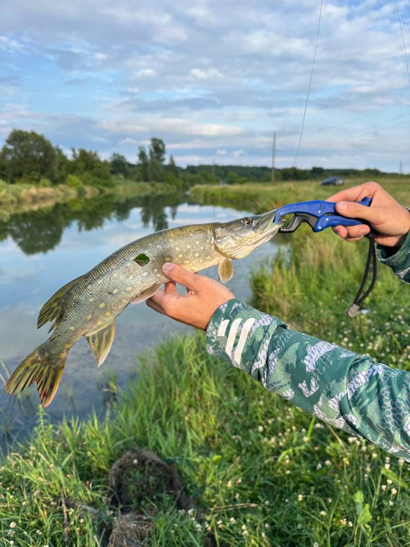 Риболовний звіт по рибі: Щука