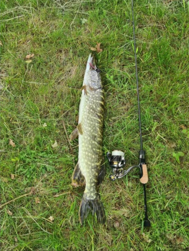 Риболовний звіт по рибі: Щука