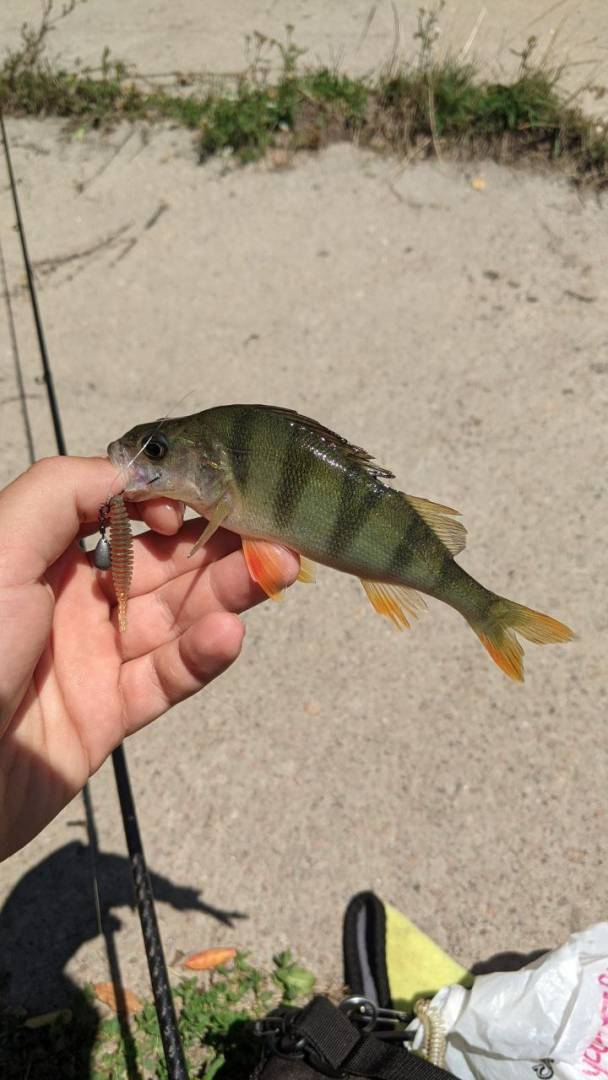 Риболовний звіт по рибі: Окунь