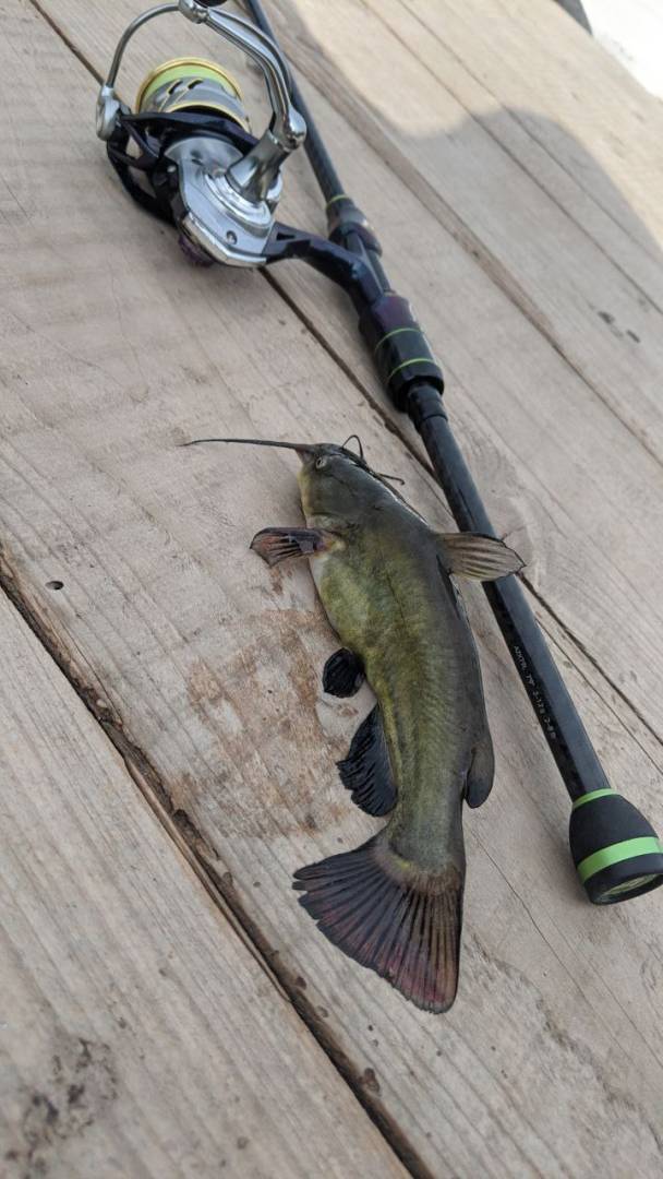 Риболовний звіт по рибі: Сом канальний