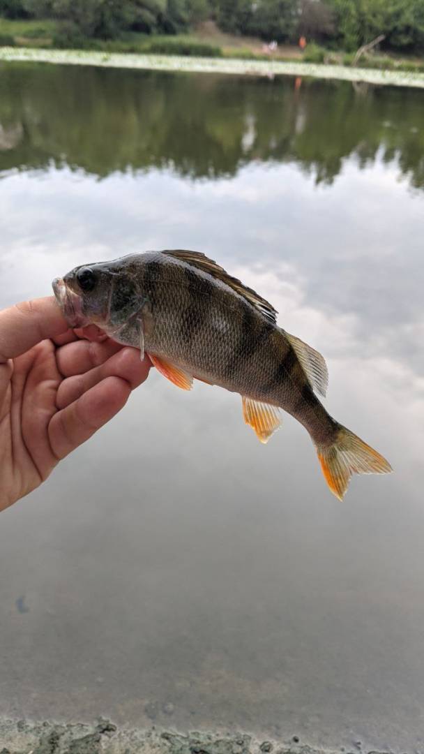 Риболовний звіт по рибі: Окунь