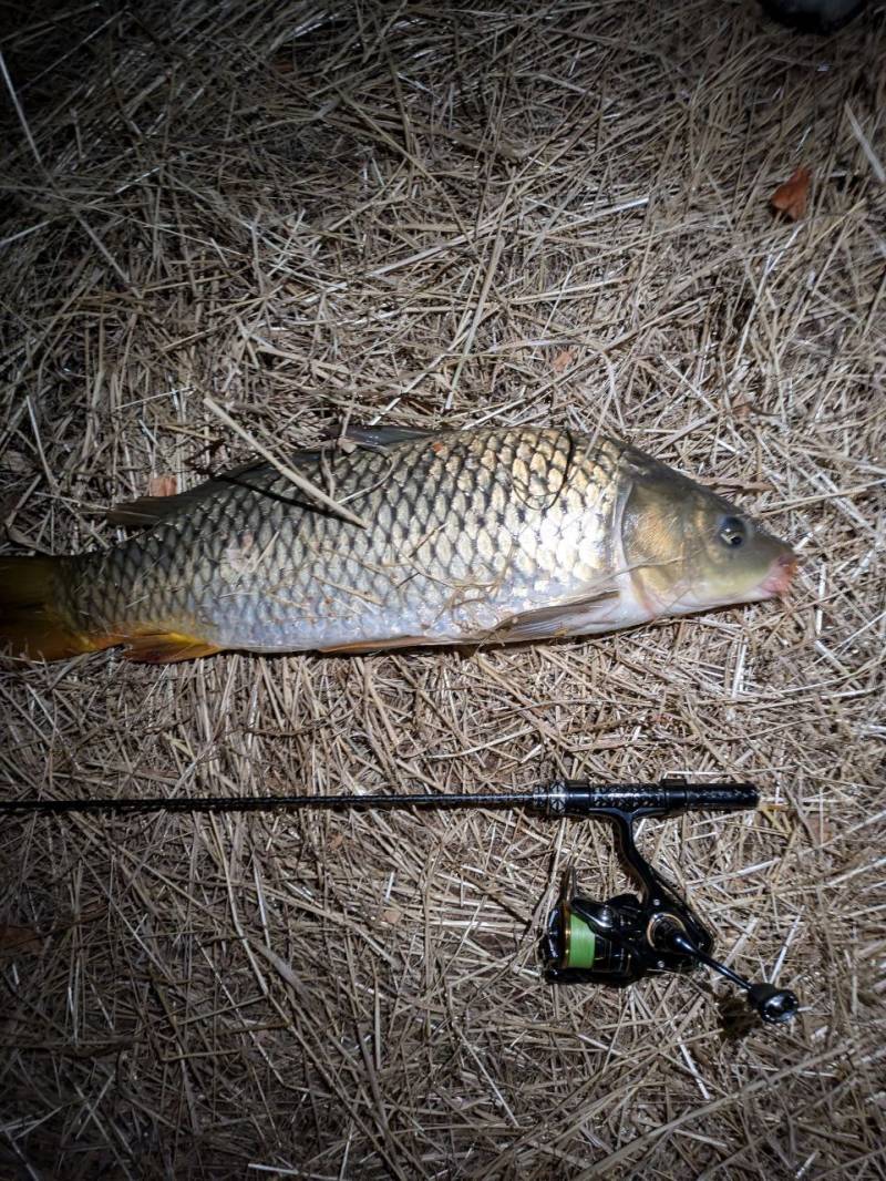 Риболовний звіт по рибі: Сазан