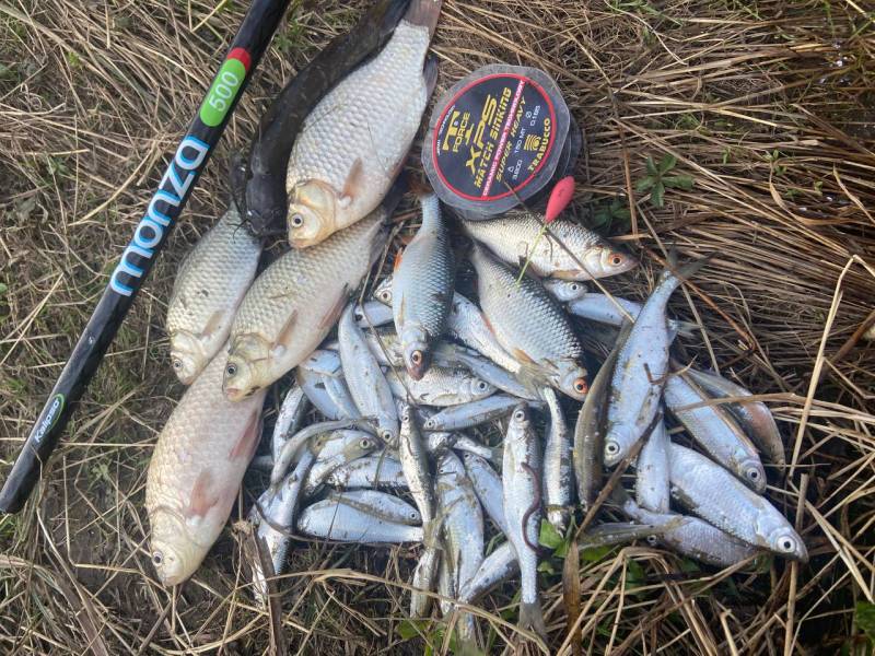 Риболовний звіт по рибі: Карась, Плотва, Уклея