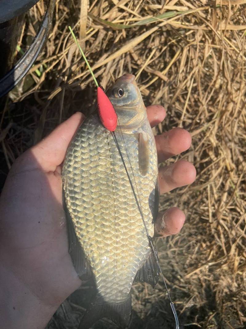 Риболовний звіт по рибі: Карась