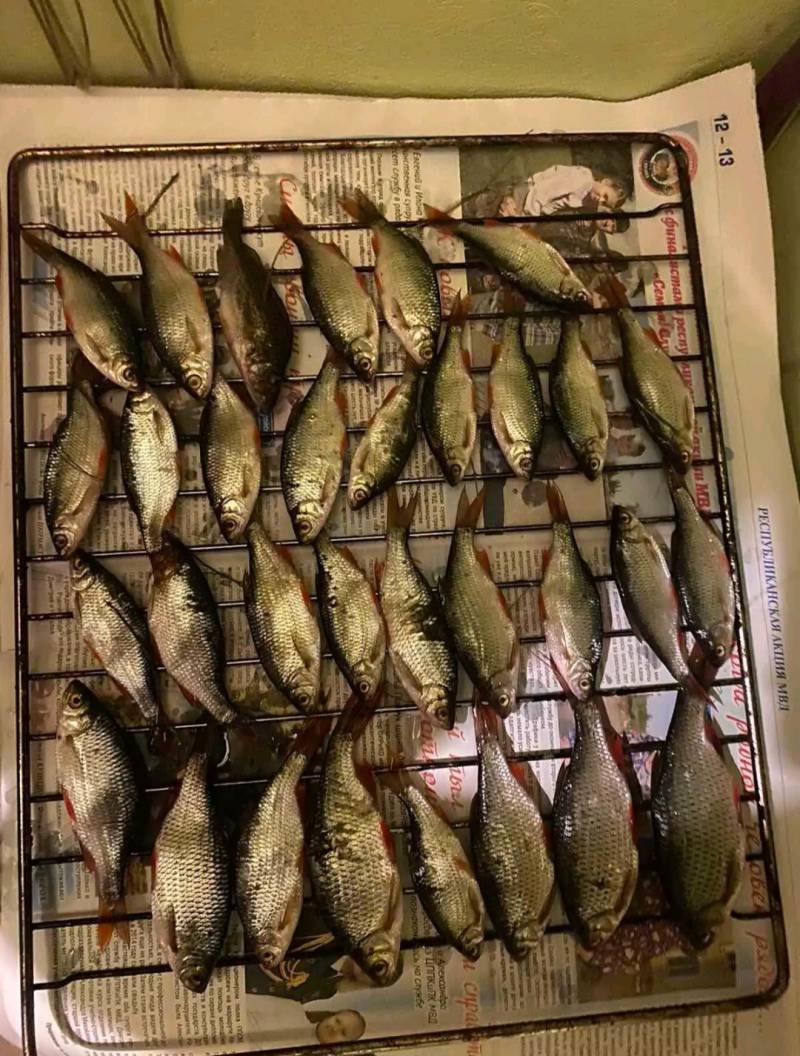 Риболовний звіт по рибі: Плотва, Краснопірка, Йорж звичайний, Тараня