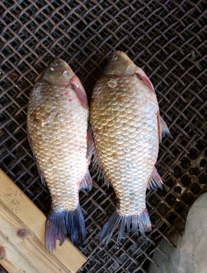 Риболовний звіт по рибі: Карась