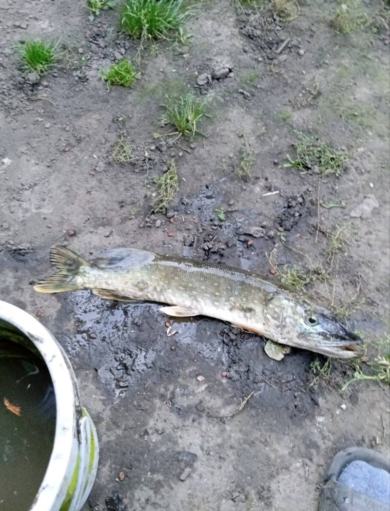 Риболовний звіт по рибі: Щука