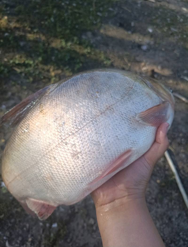 Риболовний звіт по рибі: Лящ